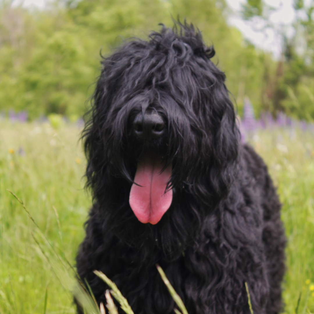Trigger, a female Black Russian Terrier, standing in a colorful field of flowers in New England.