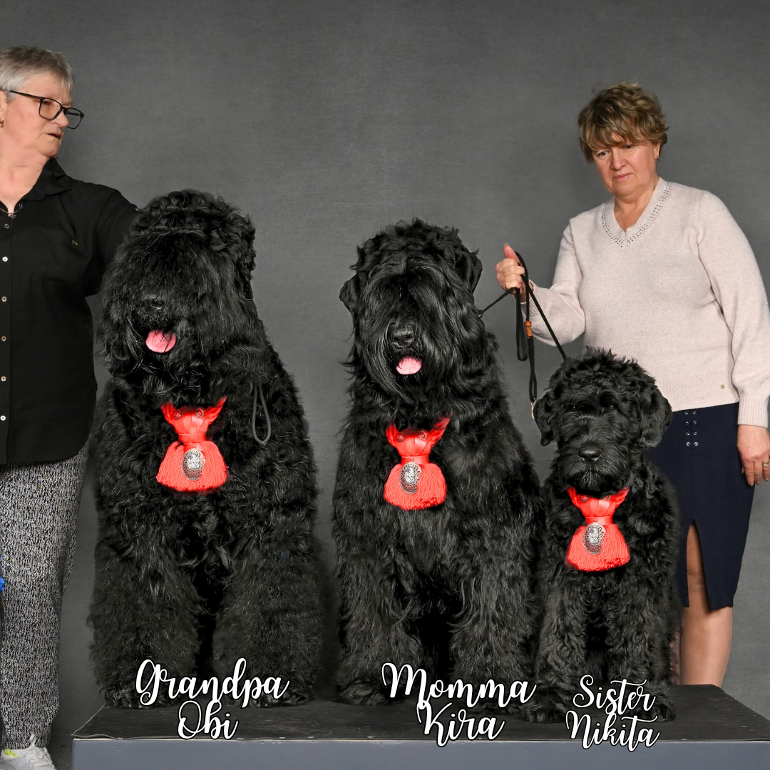 Zariah’s Black Russian Terrier family, including Grand Champion grandfather Obi, Grand Champion mother Kira, and her sister Nikita.
