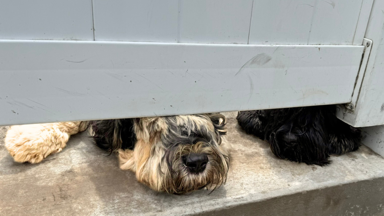 Two Black Russian Terriers curiously peering beneath a wooden fence together.