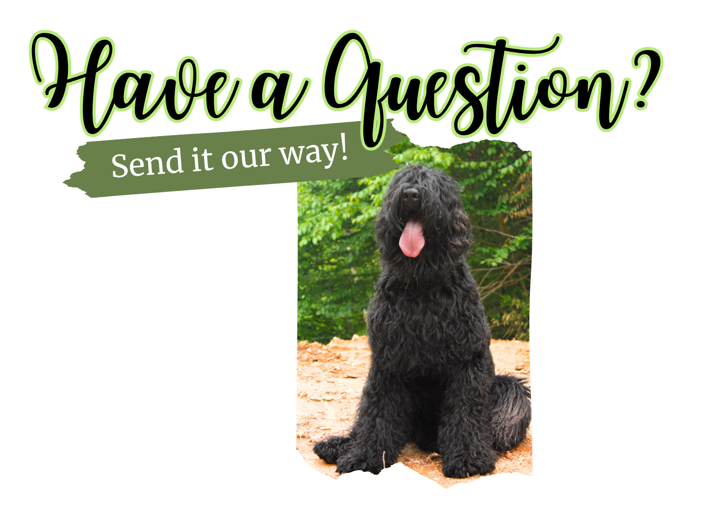 Black Russian Terrier beside Color Splash Kennel contact page text inviting visitors to send questions about the breed and kennel.