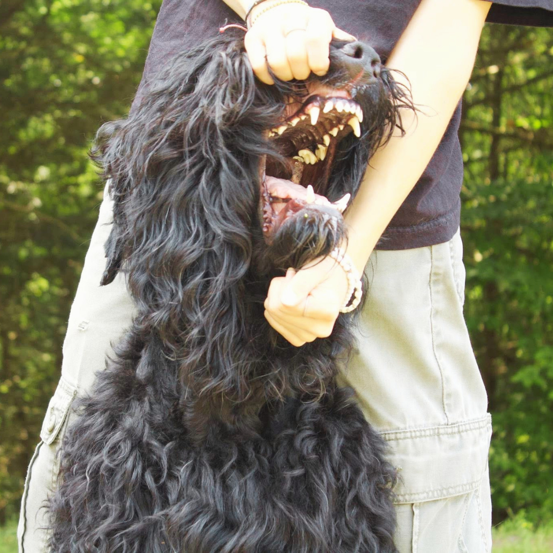 Handler opening Trigger’s mouth to show the teeth and bite of a Black Russian Terrier.