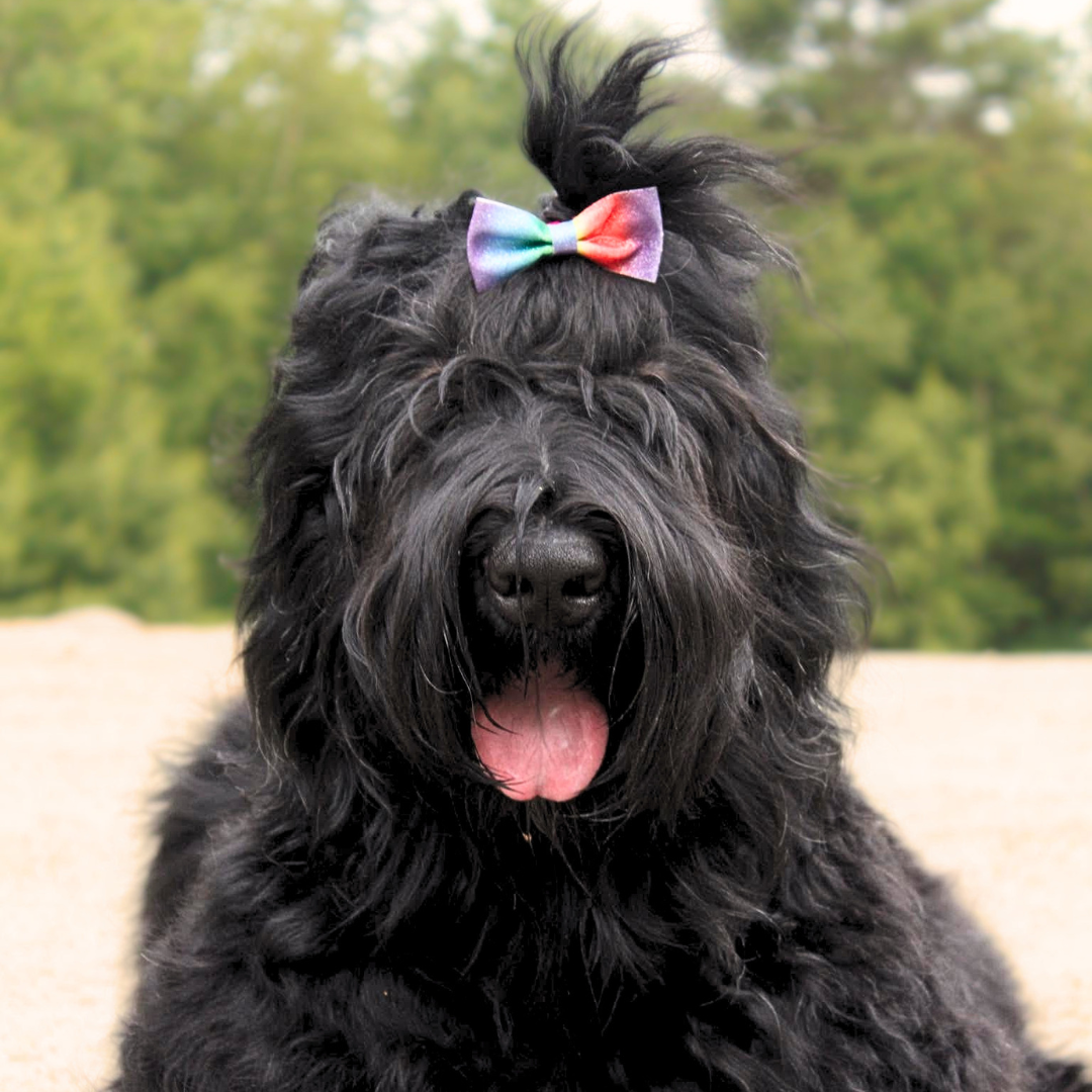 Trigger, a Black Russian Terrier, wearing a colorful rainbow bow at Color Splash Kennel.