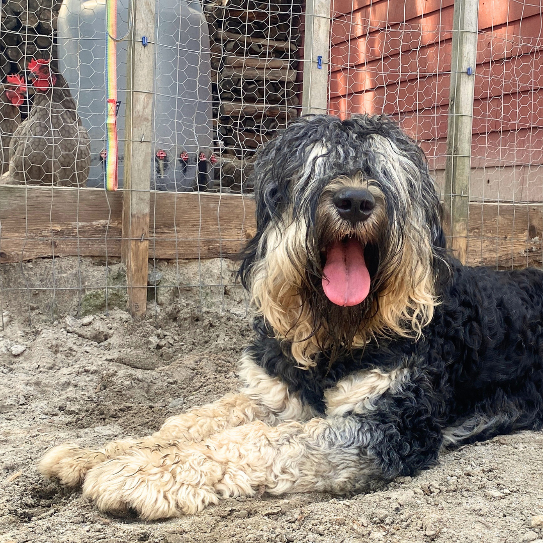 Zahkar, a black-and-tan Black Russian Terrier, calmly guarding the family’s chickens outdoors.