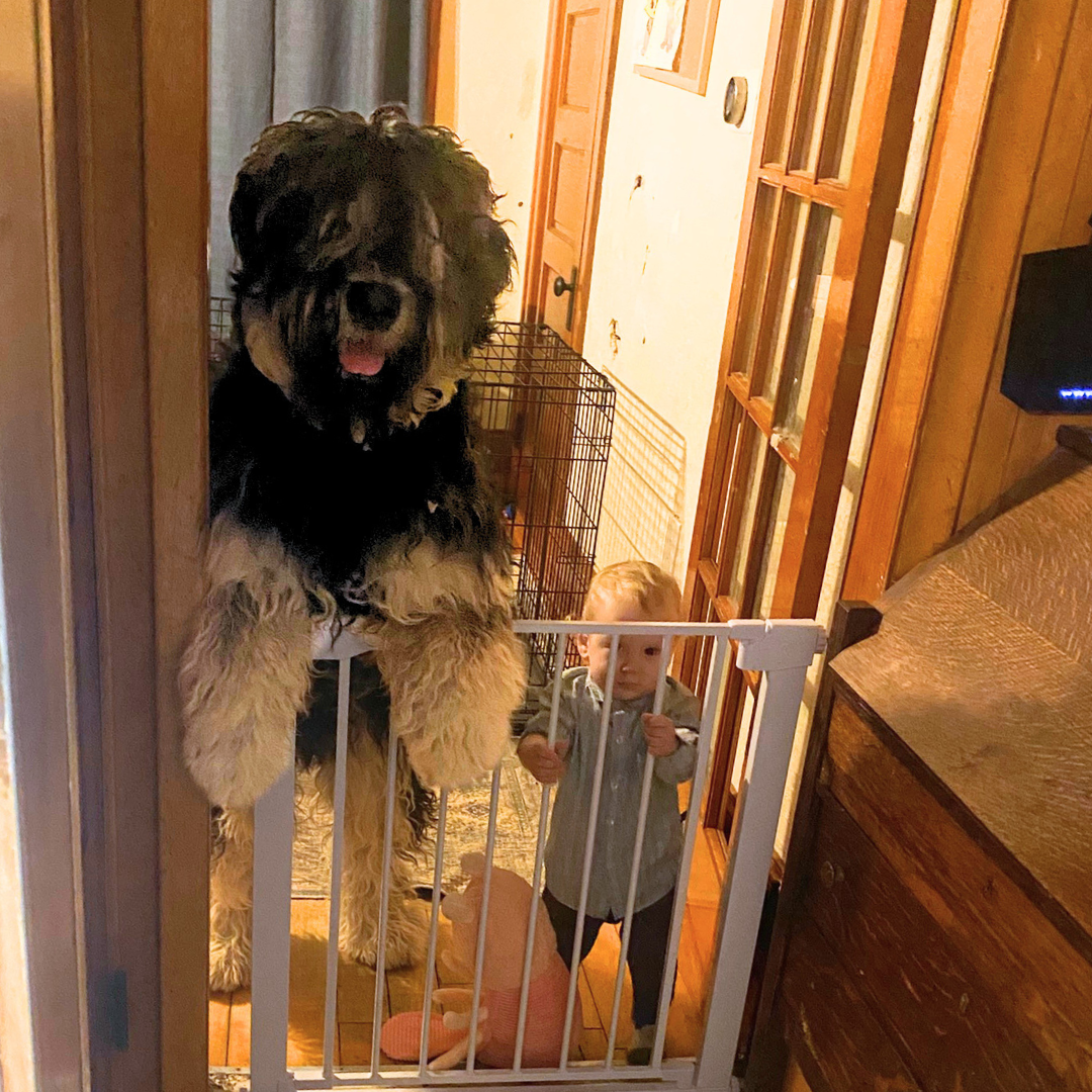 Zahkar, a Black Russian Terrier, standing on the porch with a visitor during an introduction.