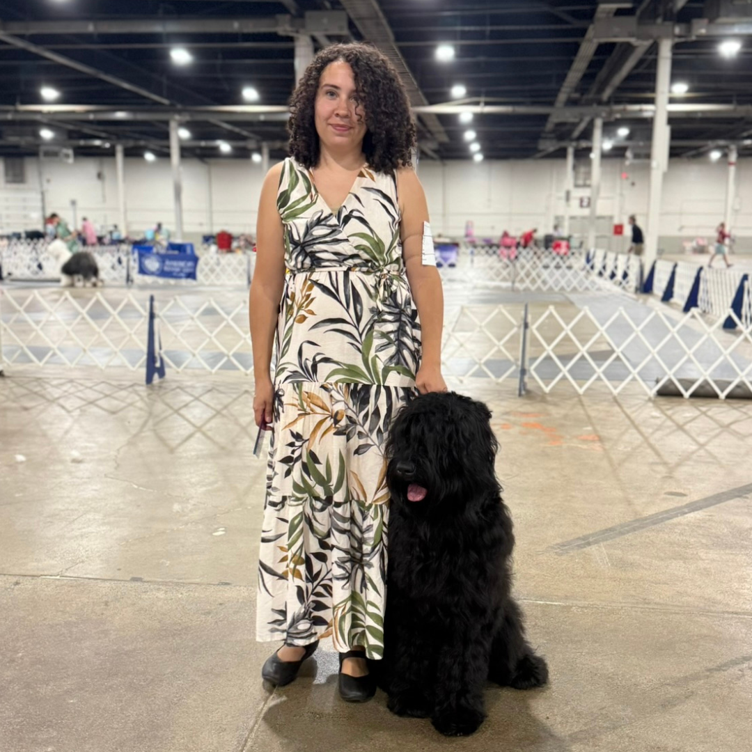 Zhanna competing in a Black Russian Terrier dog show at the Big E fairgrounds in Massachusetts.
