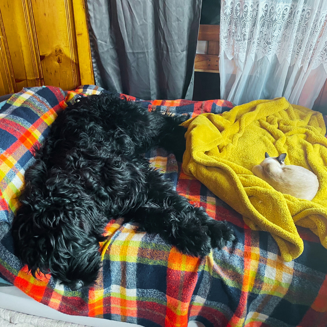 Zhanna, a Black Russian Terrier, sleeping on a bed beside a cat.