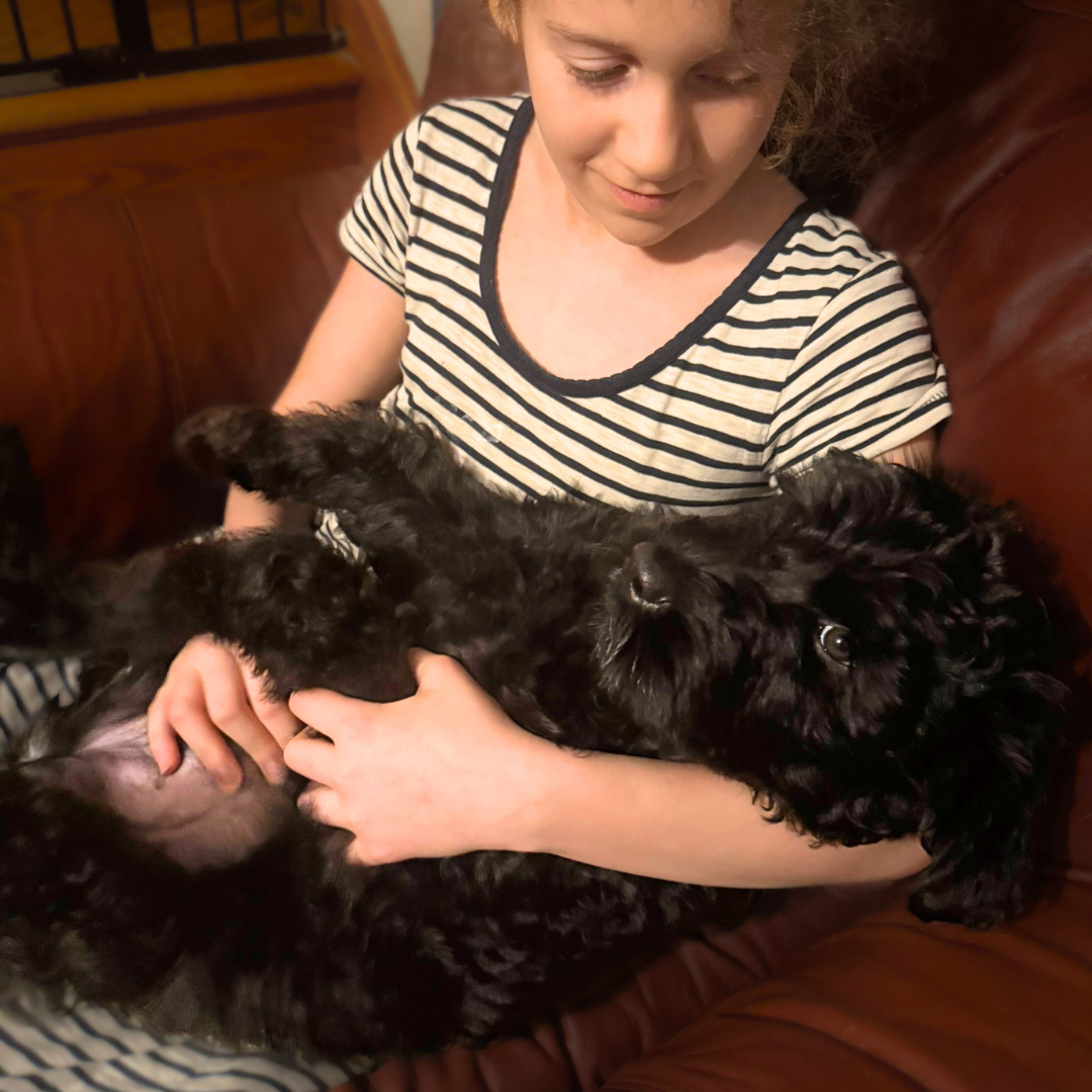 Zariah, a young Black Russian Terrier, giving a playful side-eye while being held in Abigail’s arms at Color Splash Kennel.