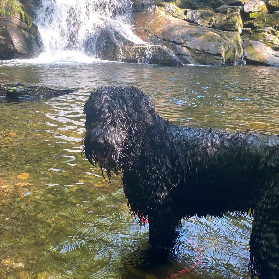 Zhanna, a Black Russian Terrier, stands on her hind legs with her front paws resting on her handler’s arm.