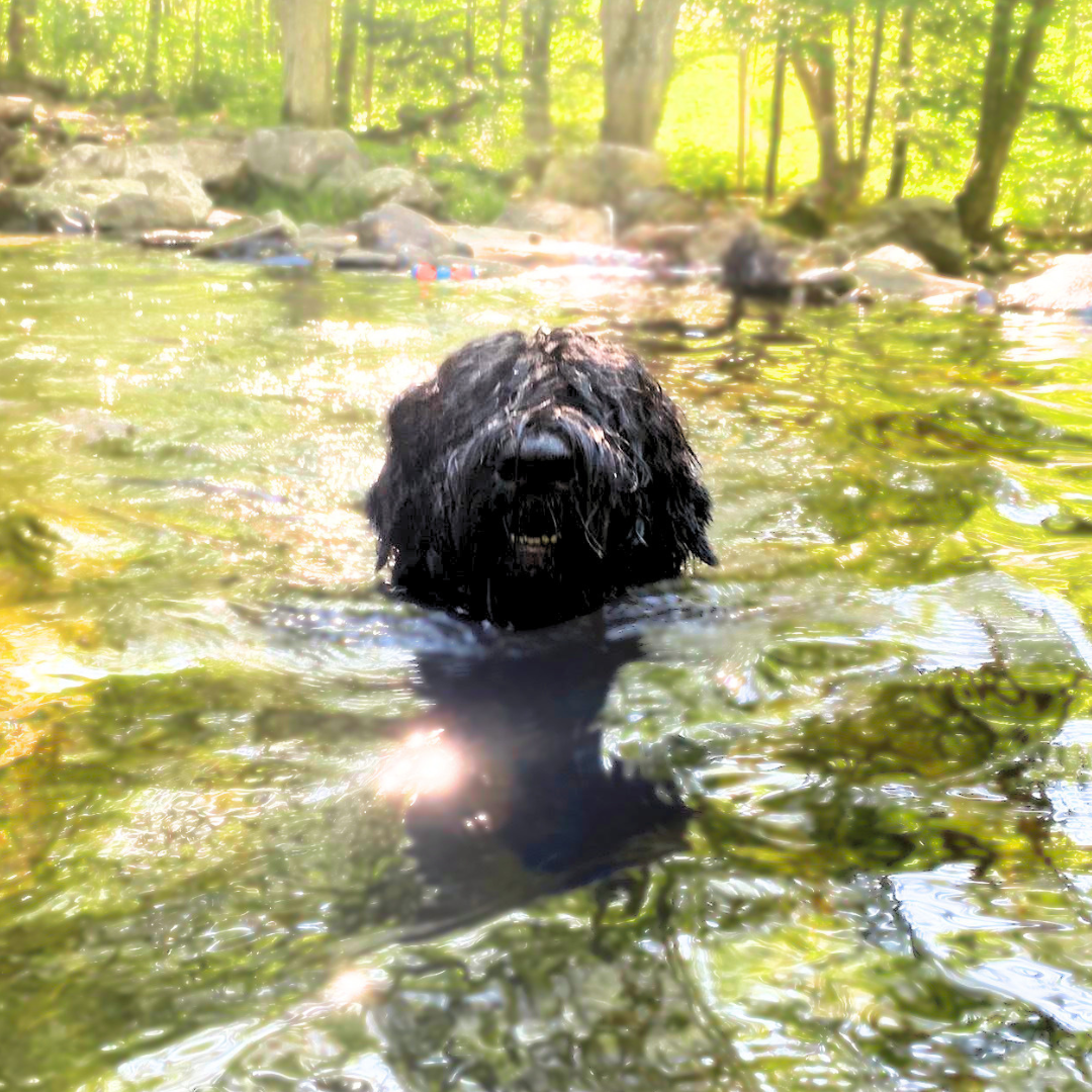 Trigger, a Black Russian Terrier, swimming confidently with her head above the water in New England.