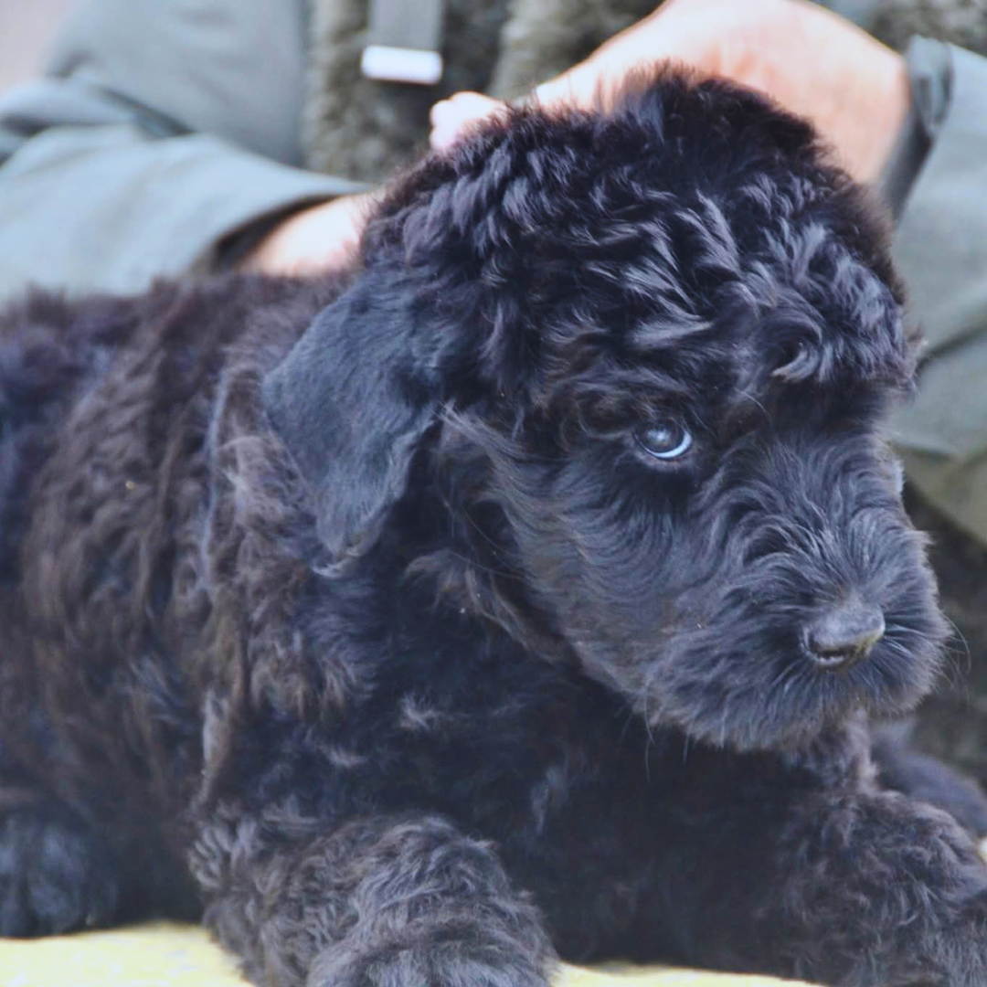 Zariah, a young Black Russian Terrier, giving a cranky side-eye expression at Color Splash Kennel.