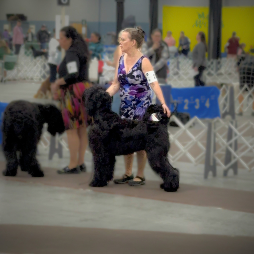 Zhanna at the March Madness dog show in Edison, New Jersey, where she earned a major toward her AKC championship.