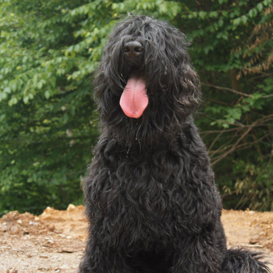 Trigger the Black Russian Terrier sitting calmly in the woods during a New England outdoor adventure.