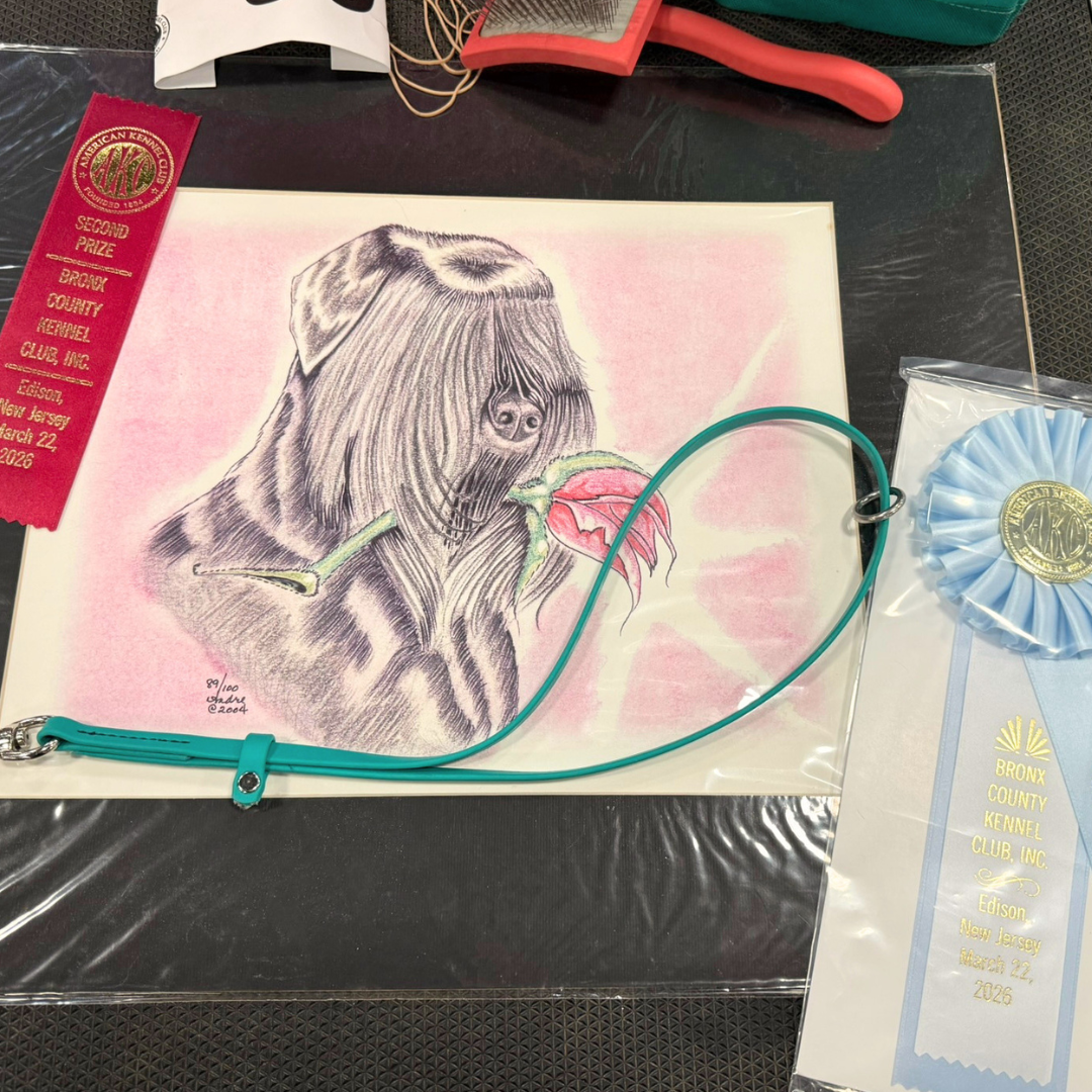 Prize and ribbons won by Trigger, a female Black Russian Terrier, at a dog show in New England.