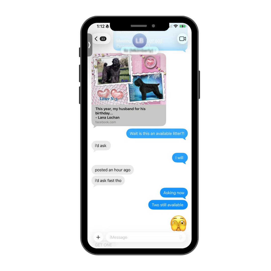 Phone displaying messages about the planned Black Russian Terrier litter that led Color Splash Kennel to Zariah.