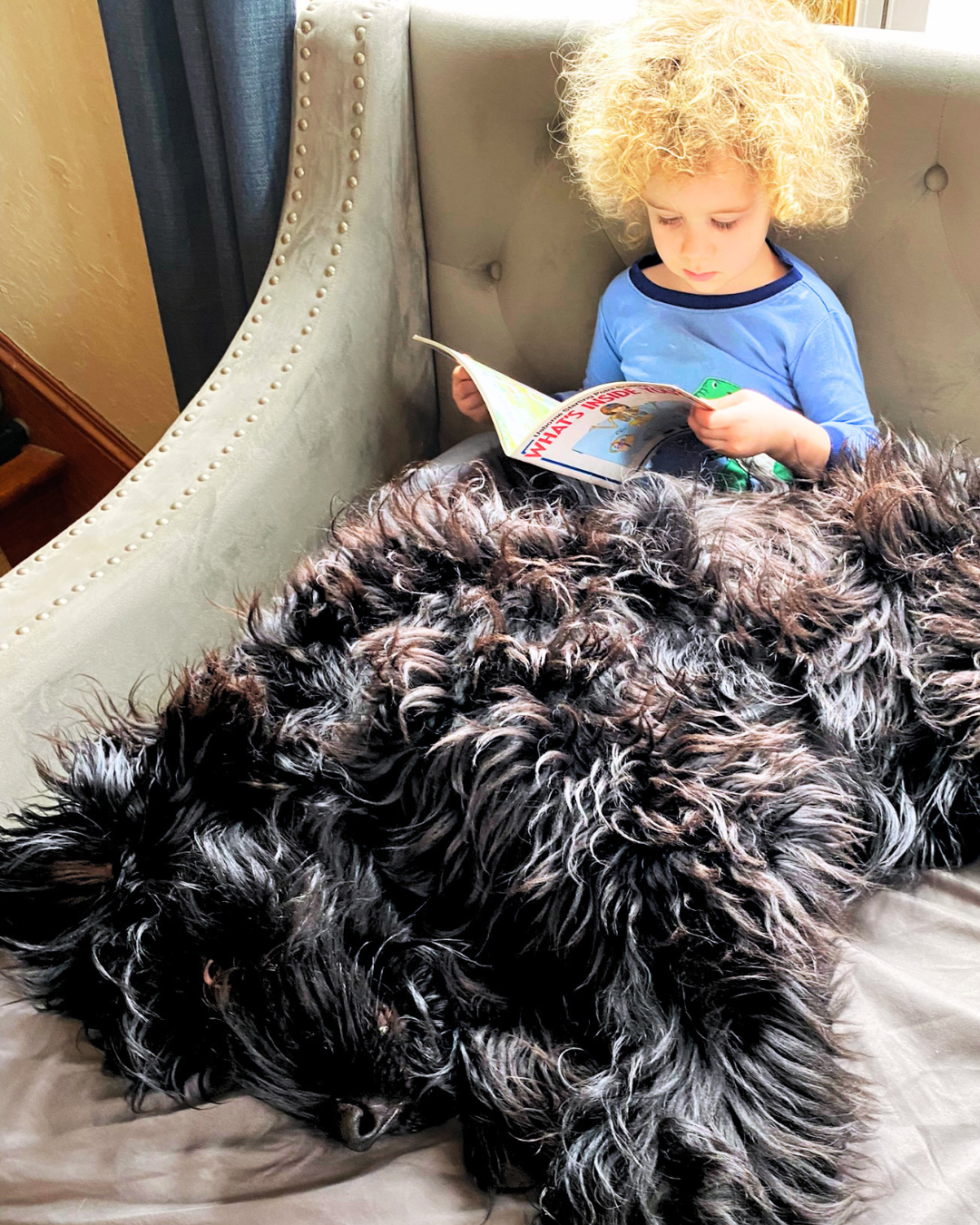 Zhanna, a Black Russian Terrier, resting closely beside a toddler reading a book at home.
