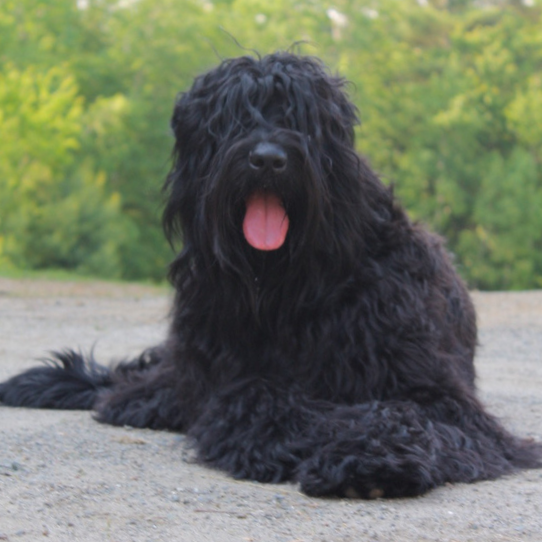 Zhanna, a health-tested Black Russian Terrier, representing Color Splash Kennel.