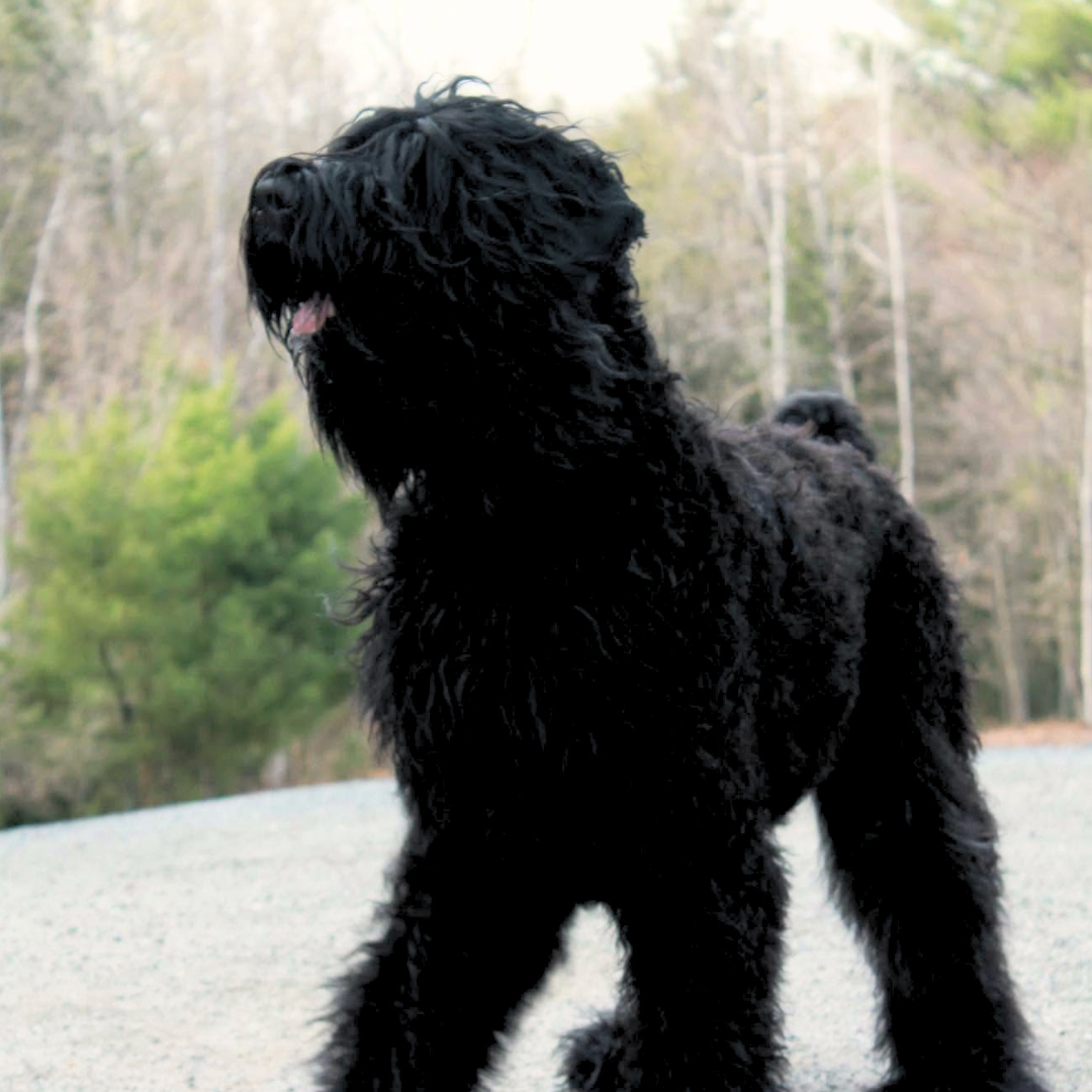 Black Russian Terrier Trigger standing outdoors during a mild New England winter day.