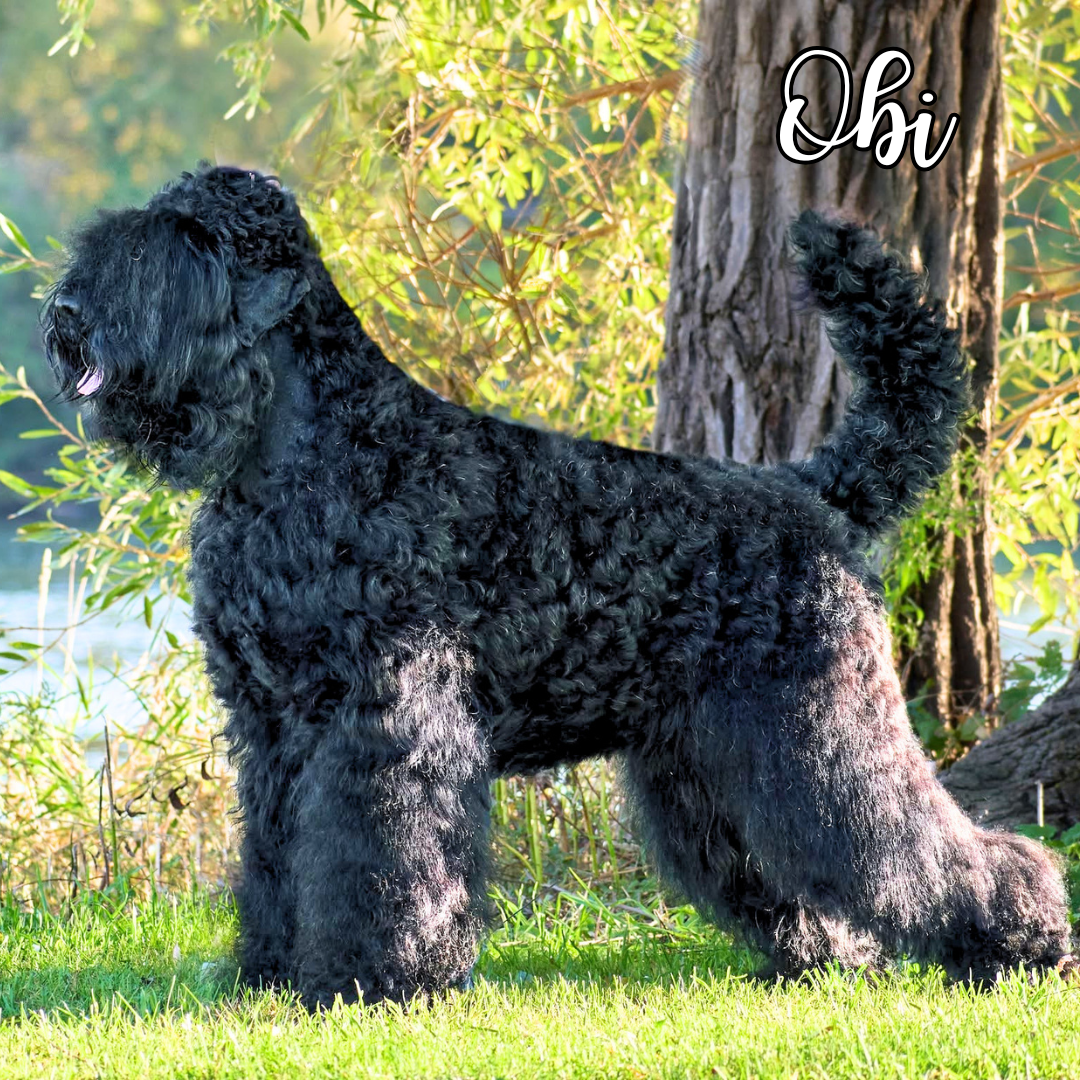 Obi, a Grand Champion Black Russian Terrier and Canada’s number one BRT, standing proudly with powerful structure and breed type.
