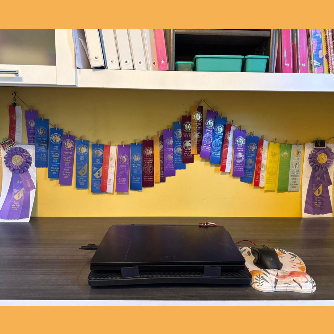 A collection of dog show ribbons earned by Zhanna during Black Russian Terrier conformation competitions.
