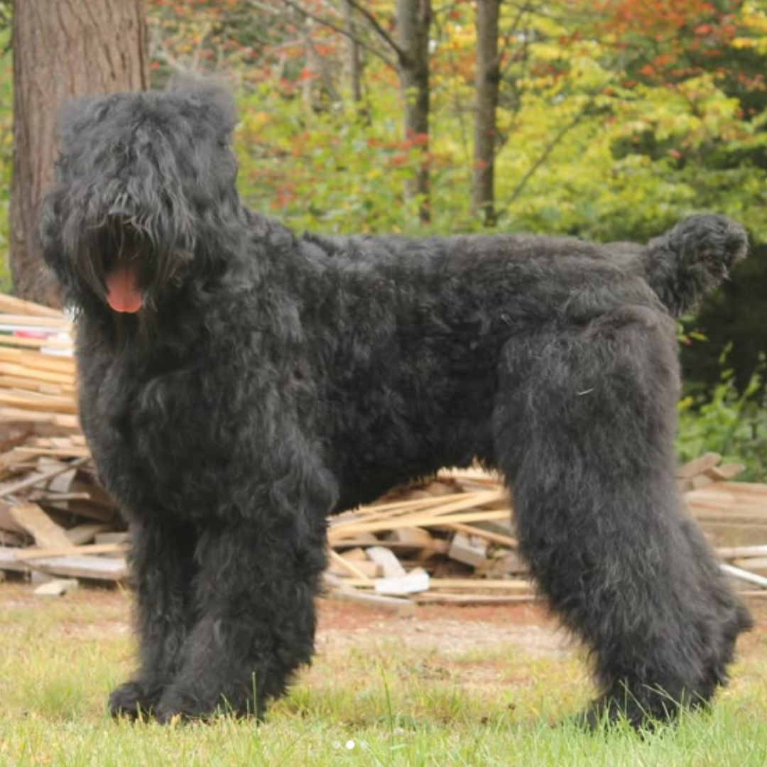 Trigger, a female Black Russian Terrier, standing in a show stack to display her balanced structure and breed type.