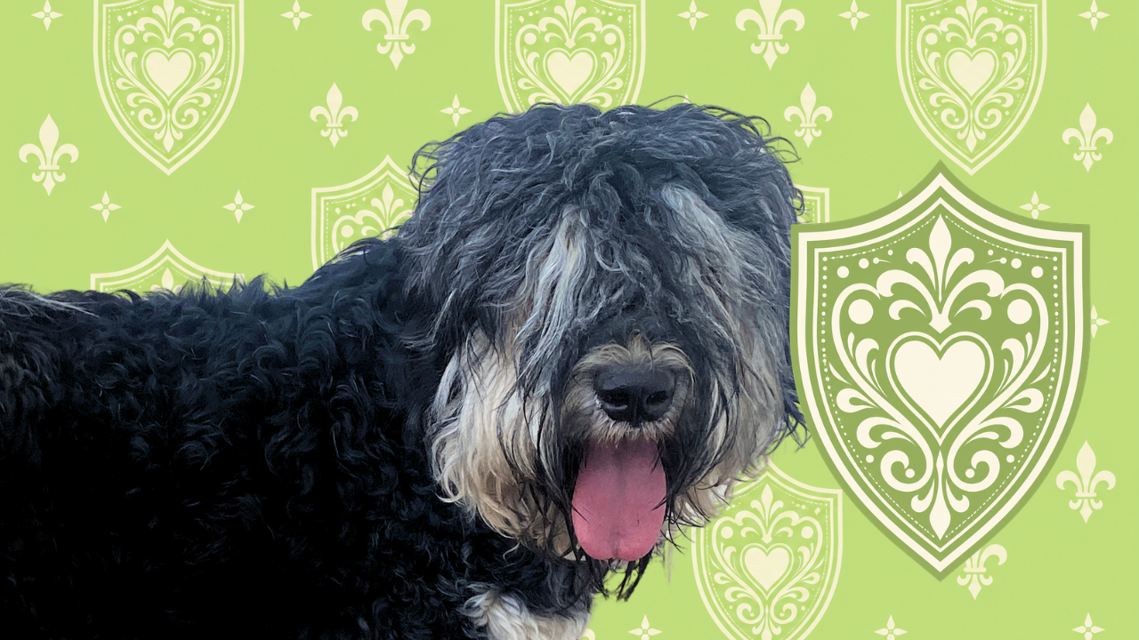 Zahkar, Black Russian Terrier portrait with a decorative ball and chain background at Color Splash Kennel.