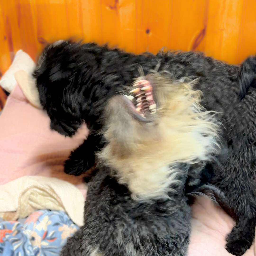 Zahkar and Zariah, two Black Russian Terriers, playing energetically together.