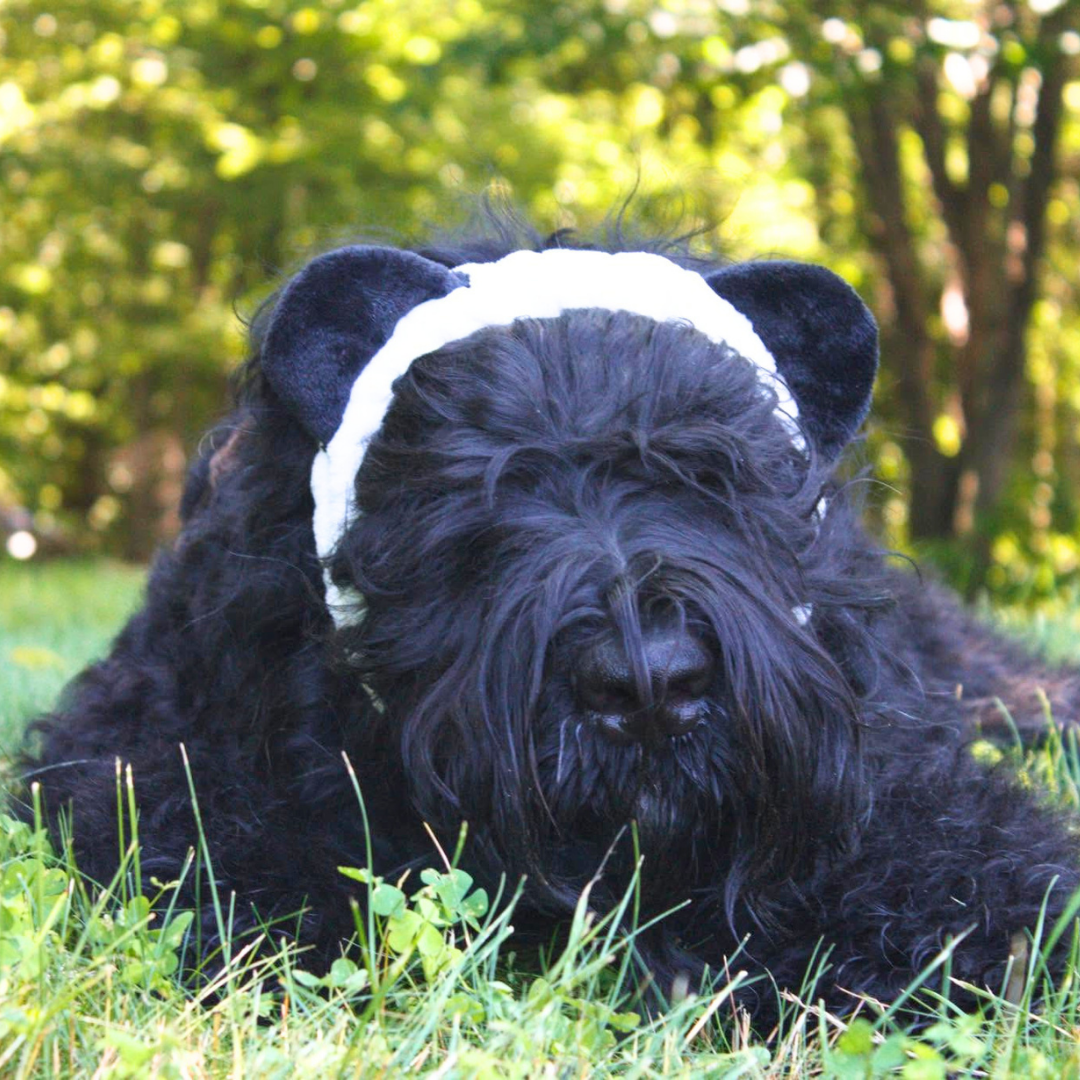 Zhanna, a Black Russian Terrier, rests her head on the dining table while watching her family.