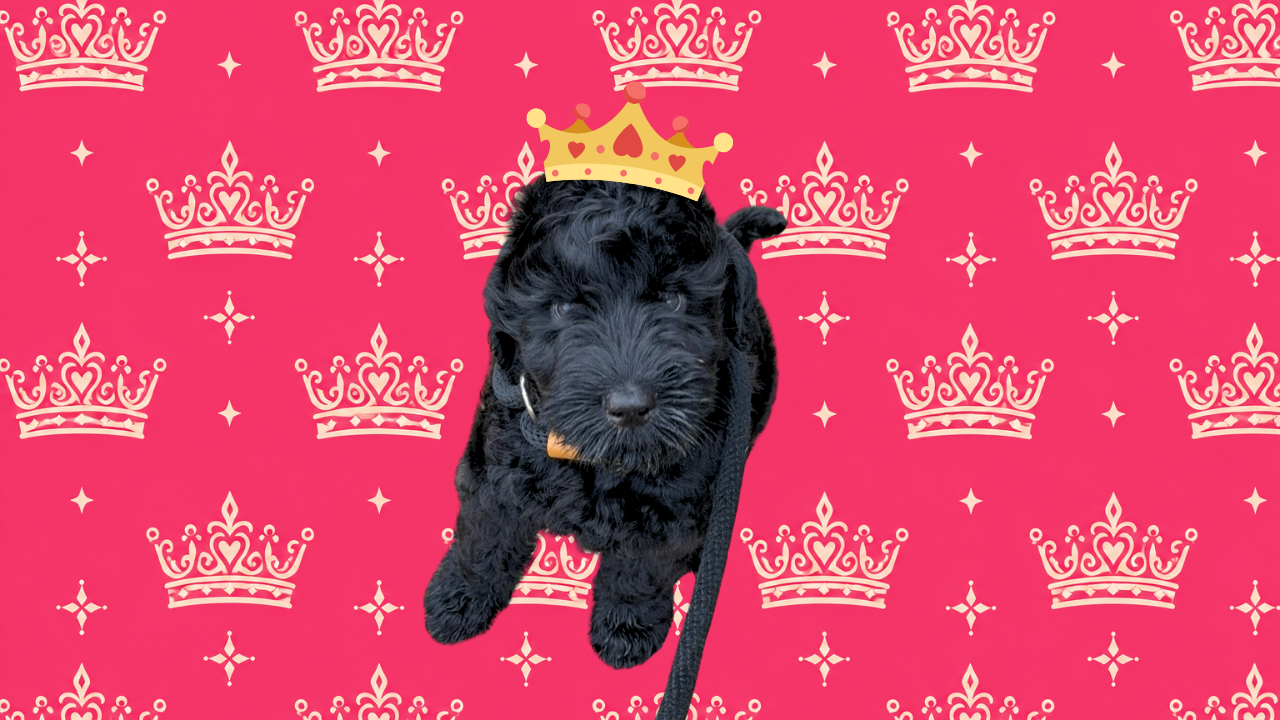 Princess Zariah, Black Russian Terrier portrait with a decorative princess crown background at Color Splash Kennel.