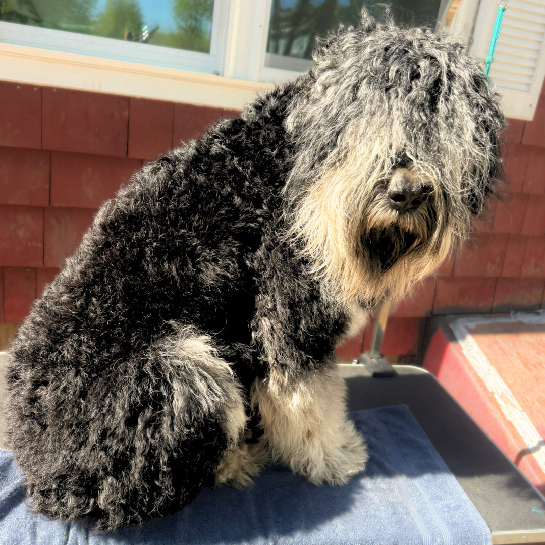 Zahkar, a Black Russian Terrier, looking unimpressed while standing on a grooming table.