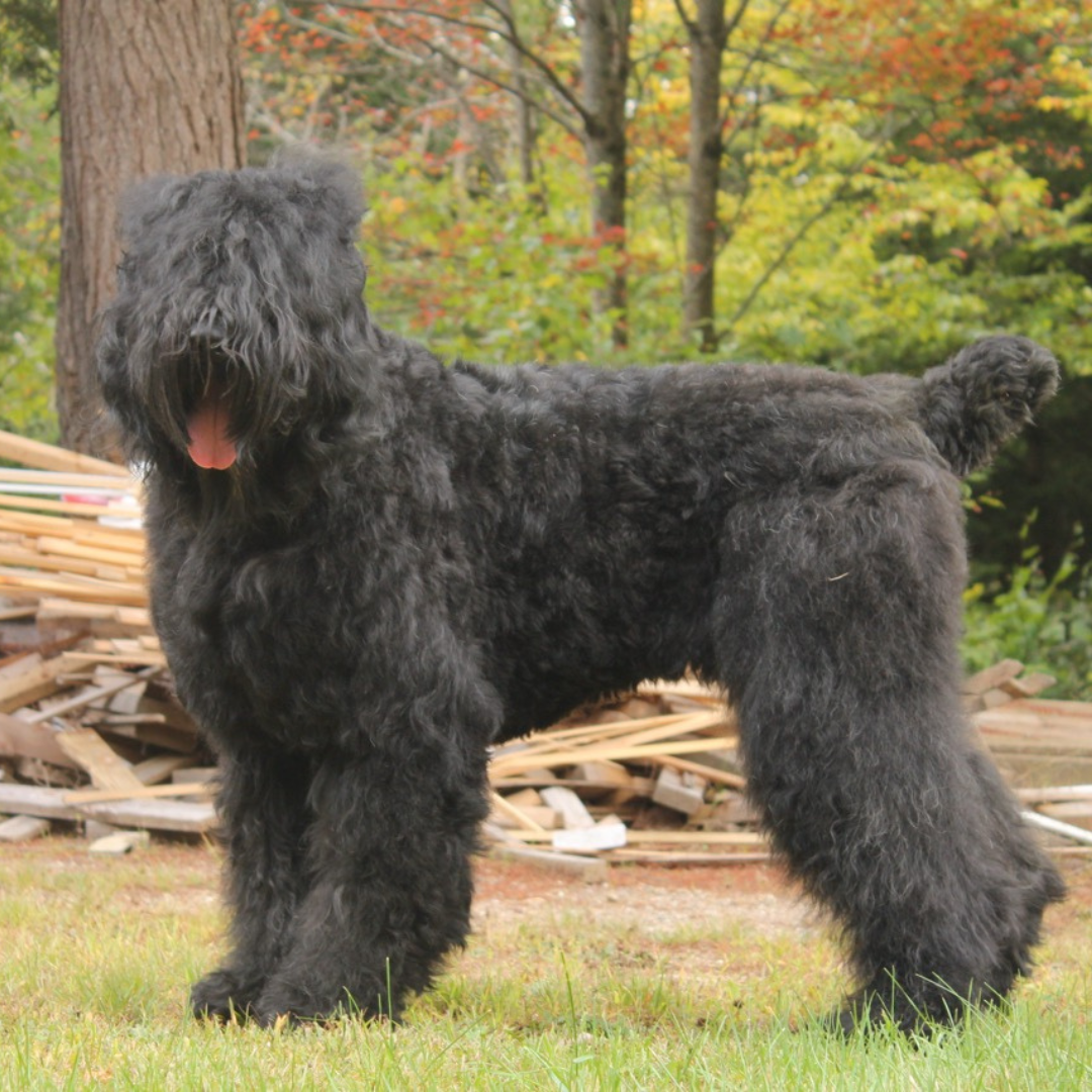 Trigger, a Black Russian Terrier from Color Splash Kennel, standing outdoors in Massachusetts.