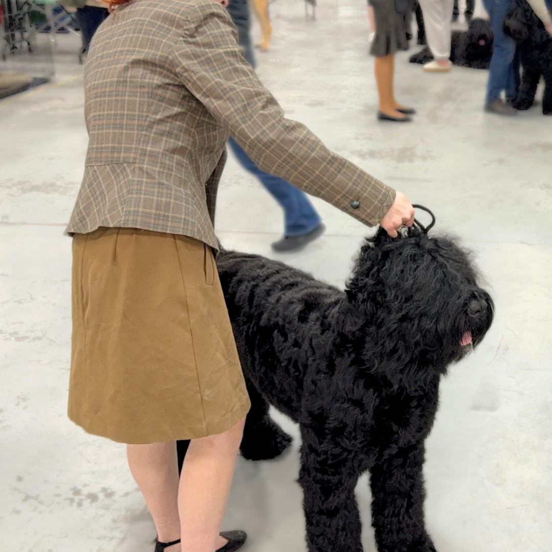 Brittani and Zhanna, a Black Russian Terrier, attending the historic Morris and Essex Kennel Club Dog Show.