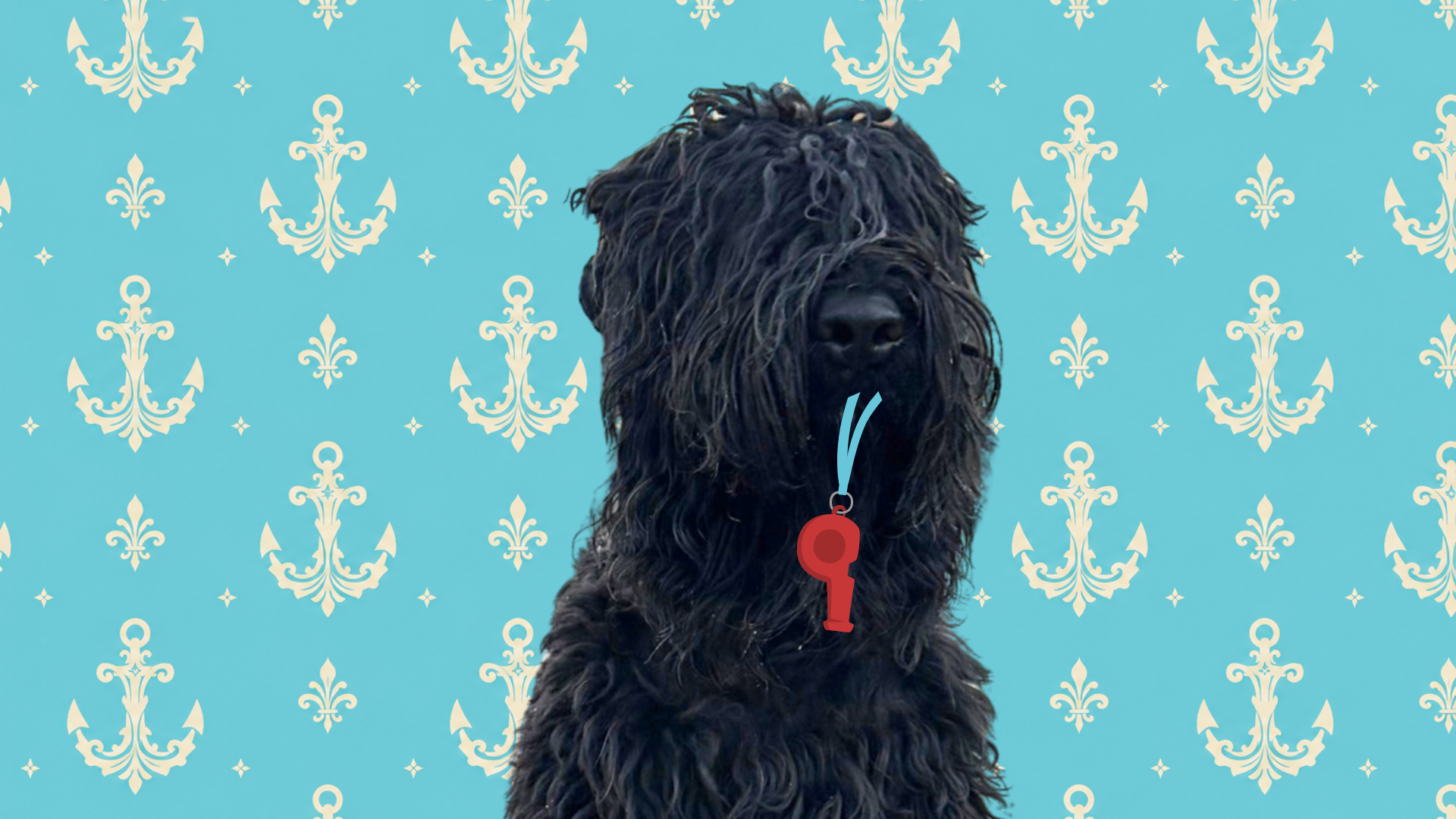 Lifeguard Trigger, Black Russian Terrier portrait with a lifeguard whistle and nautical anchor background at Color Splash Kennel.
