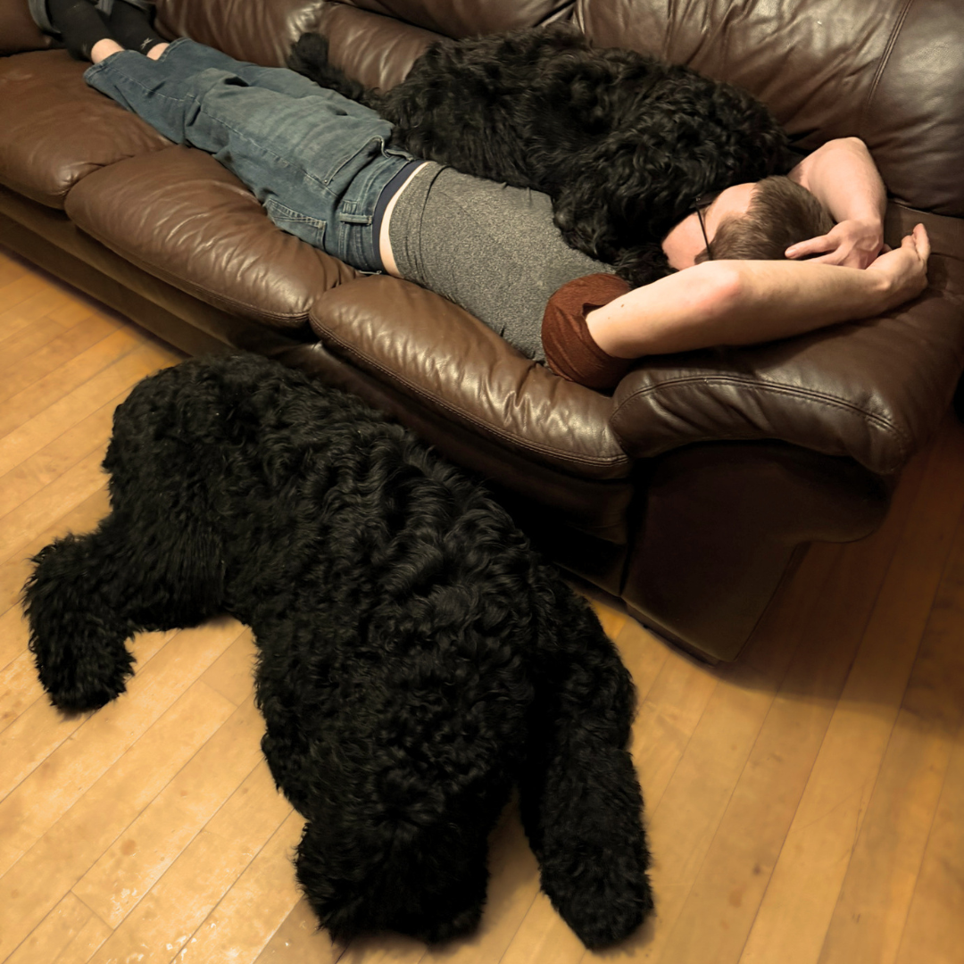 Zhanna, a Black Russian Terrier, affectionately lying on top of Viktor at home.