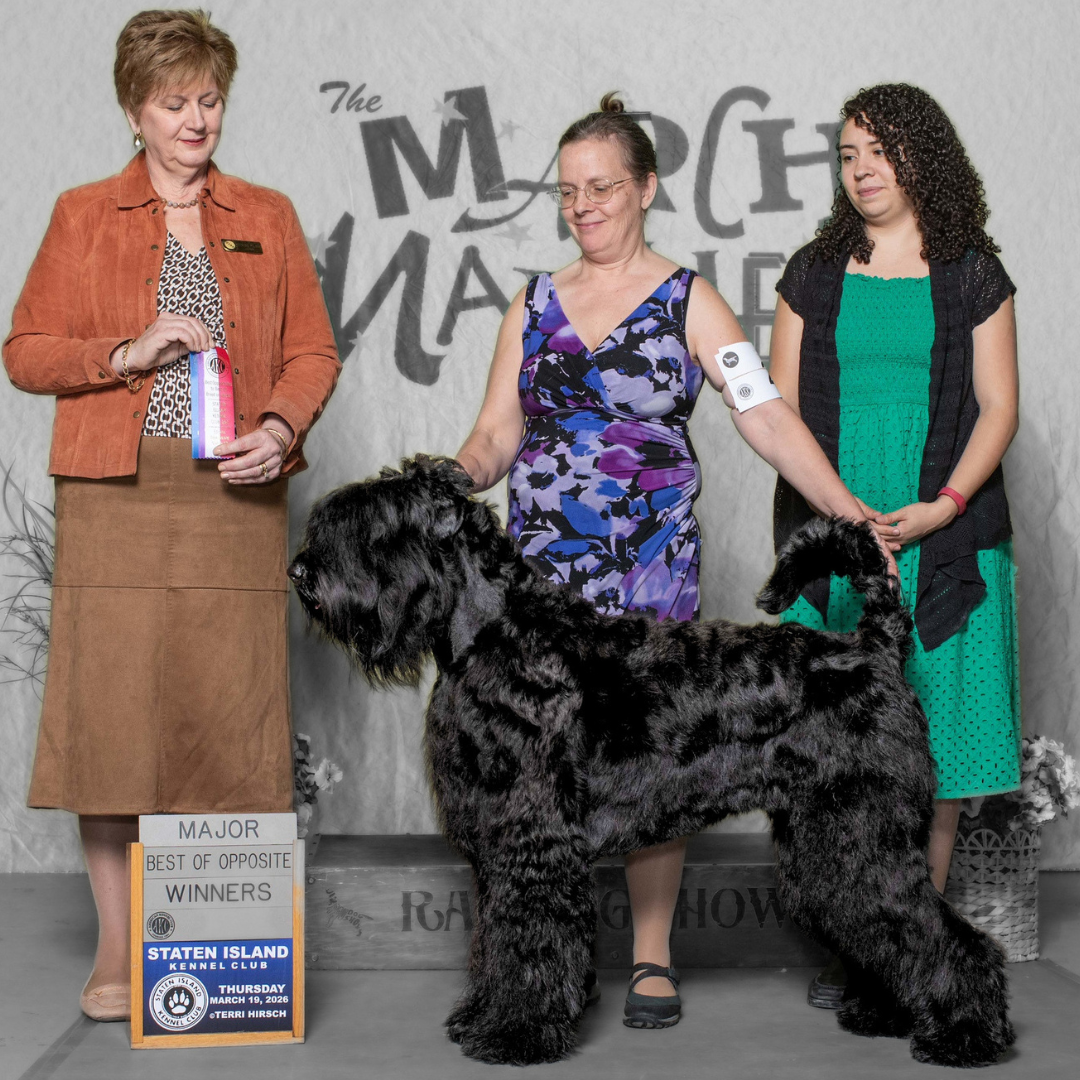 Zhanna, a Black Russian Terrier, stands on her hind legs with her front paws resting on her handler’s arm.