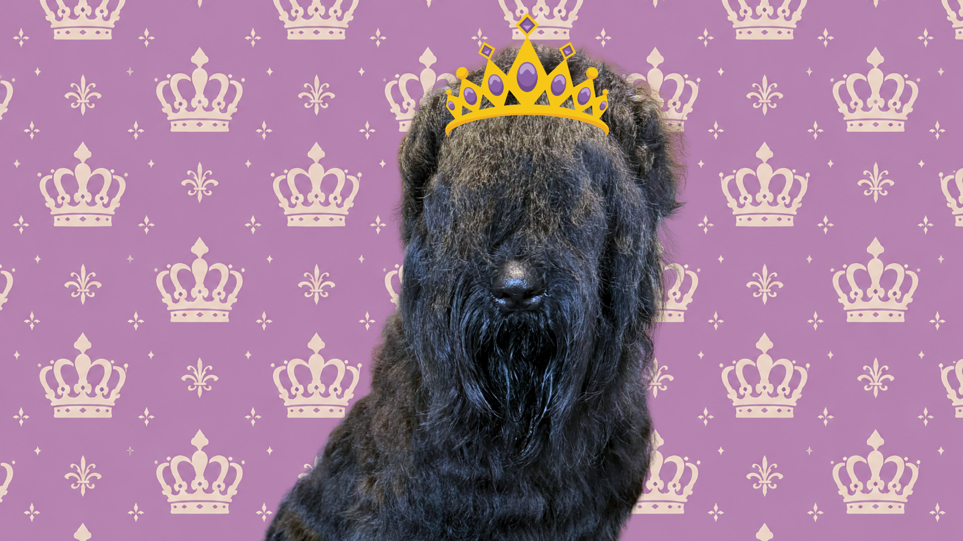 Queen Zhanna, Black Russian Terrier portrait with a royal crown graphic behind her at Color Splash Kennel.