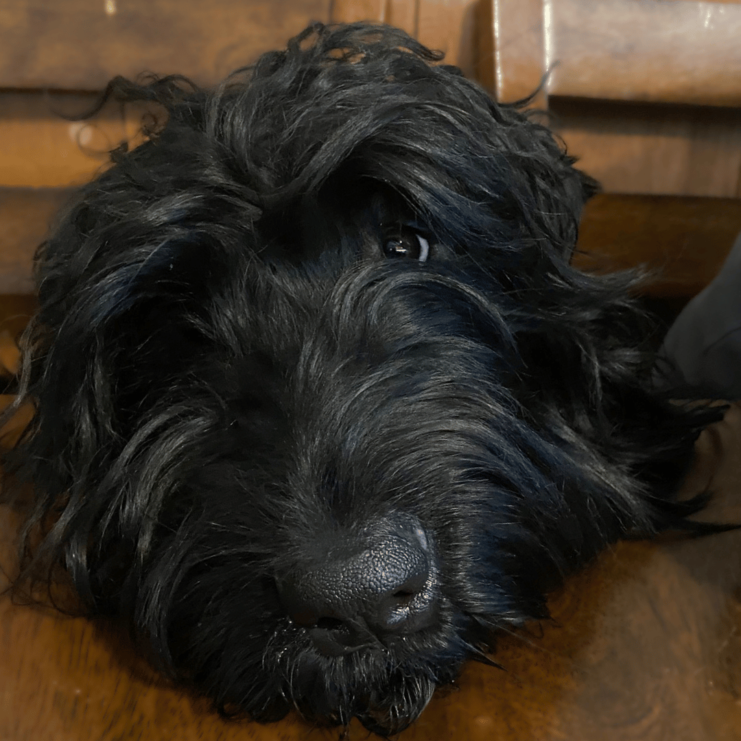Zhanna, a Black Russian Terrier, rests her head on the dining table while watching her family.