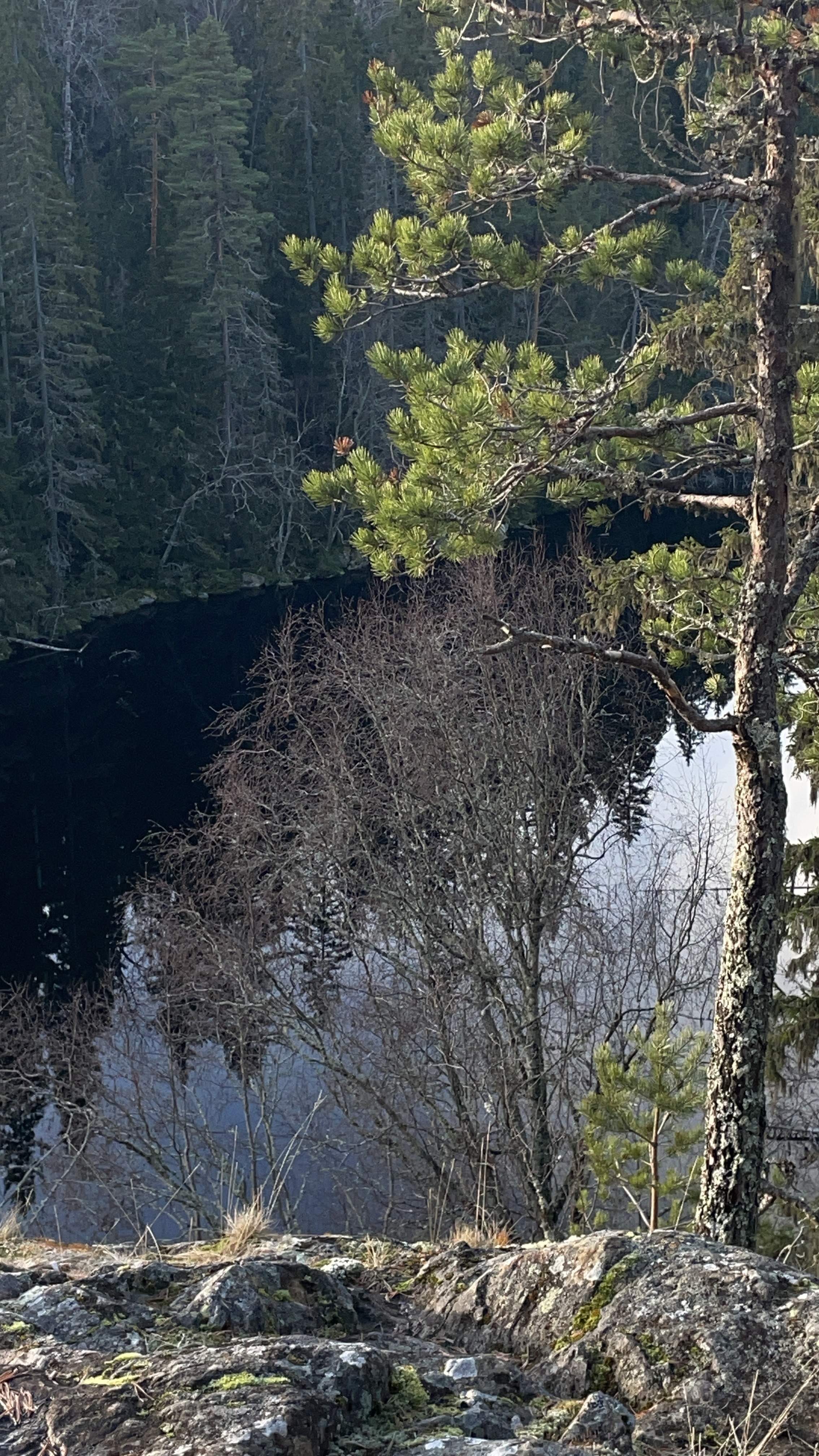 metsäinen kalliomaisema