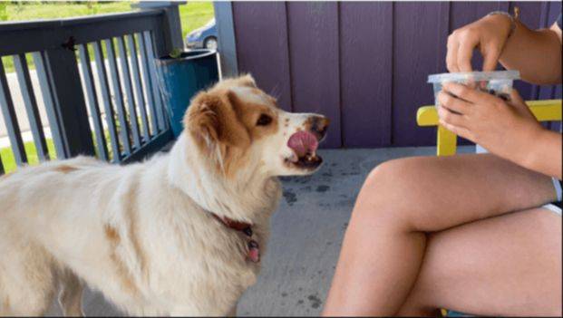Barley, a Pyrenees mix, sitting with her owner Janette during a Woof-Fit training session