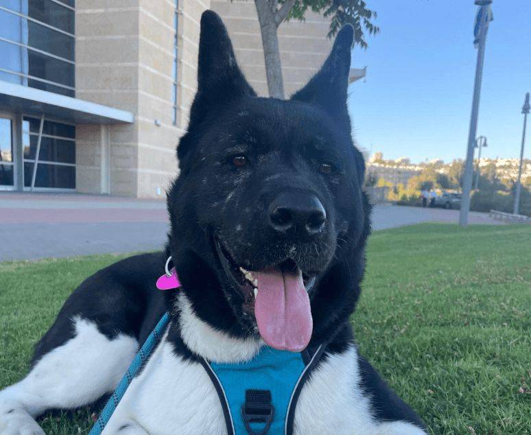 Krembo, an American Akita, standing outdoors.