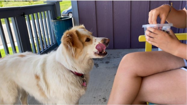 Barley, a Pyrenees mix, sitting with her owner Janette during a Woof-Fit training session