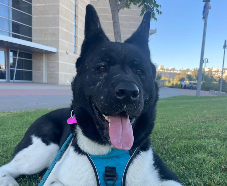 Krembo, an American Akita, standing outdoors.