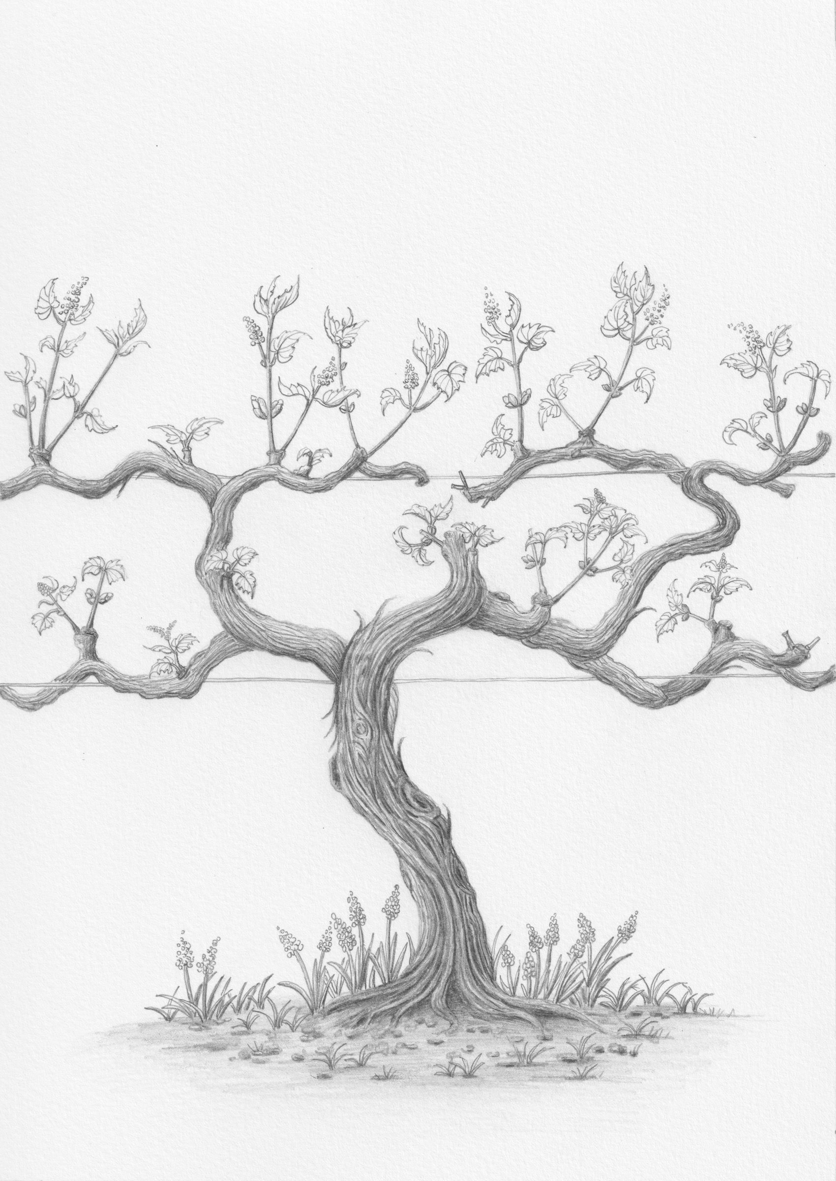 Graphite vine in spring, by Li Zhang
