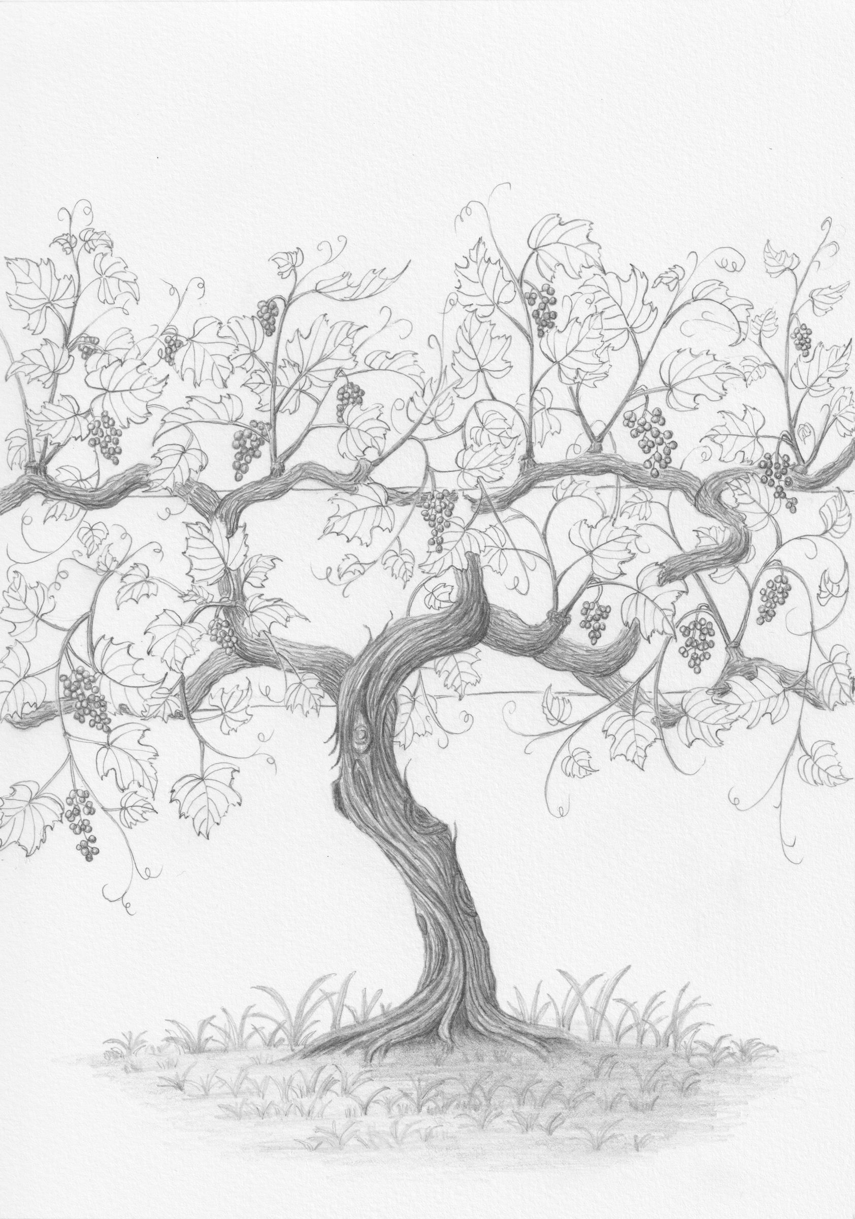 Graphite vine in summer, by Li Zhang