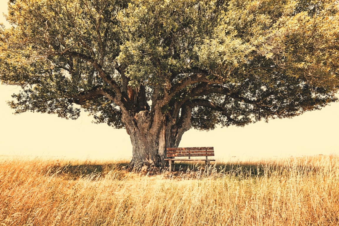 A great spreading tree in a field of tall grass, an empty bench in its shade