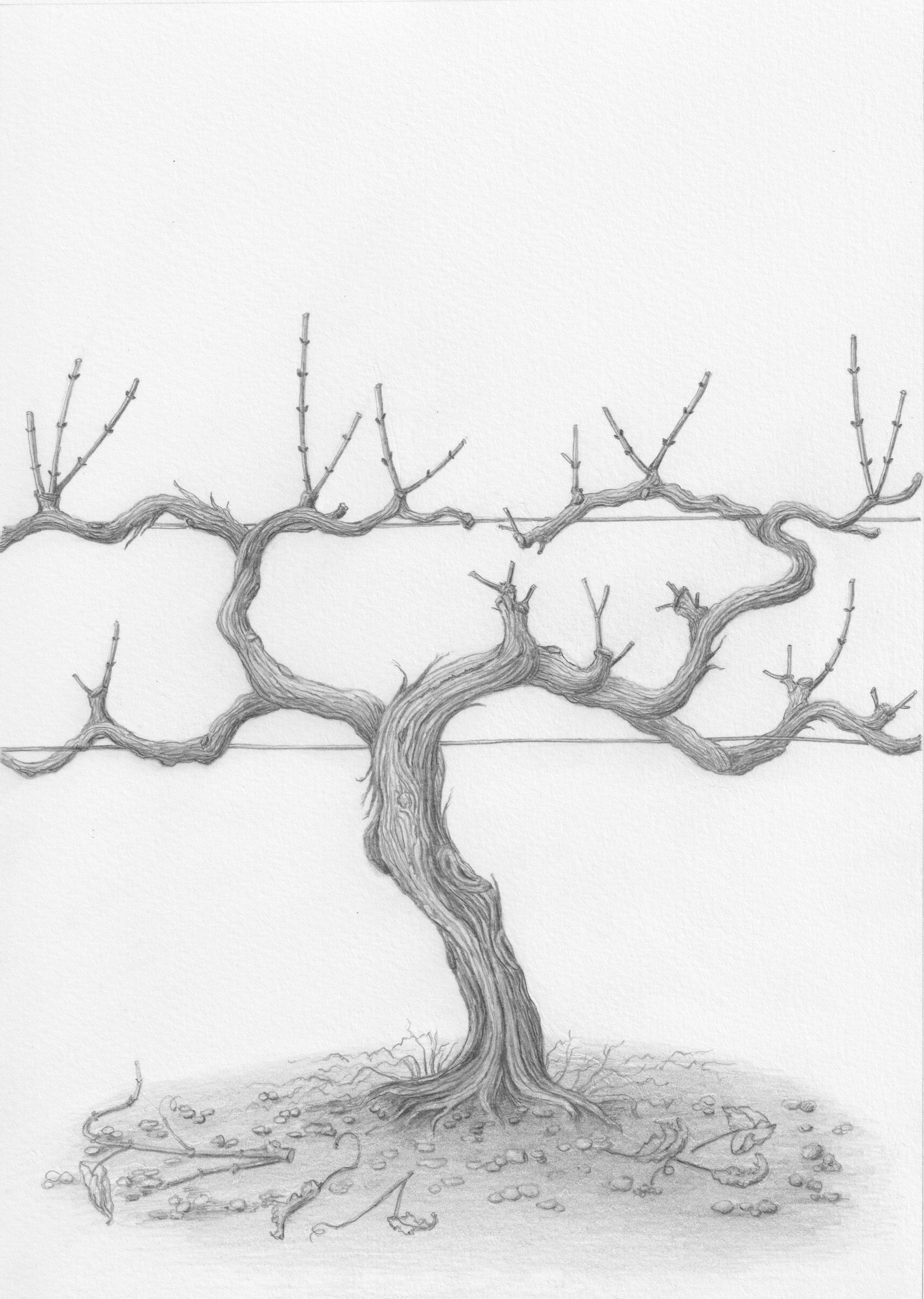 Graphite vine in winter, by Li Zhang