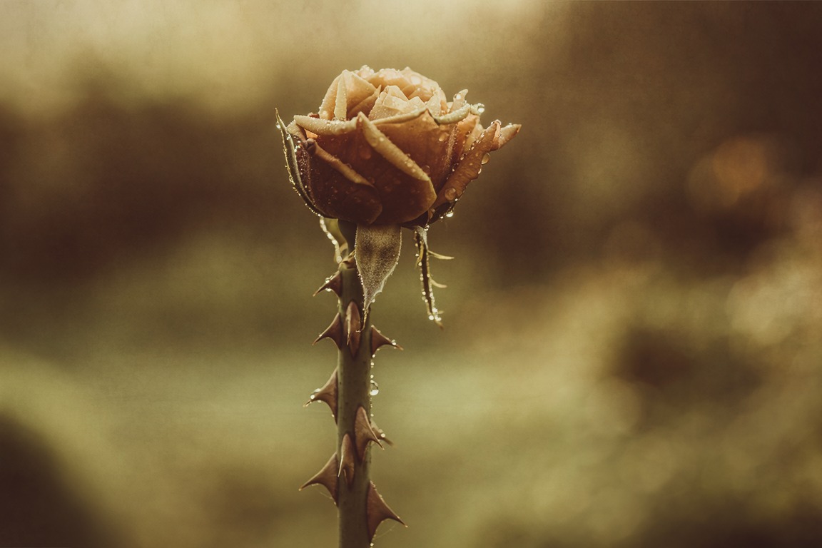 A single rose on a thorned stem