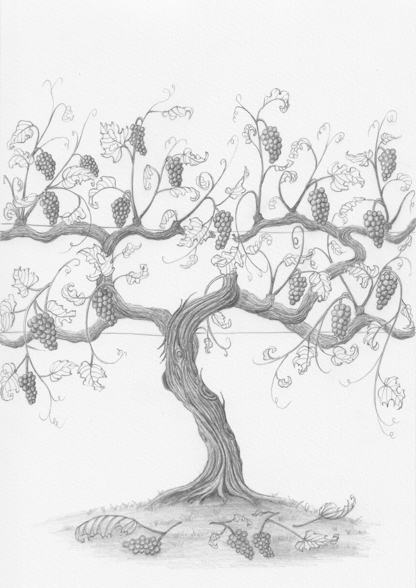 Graphite vine in autumn, by Li Zhang