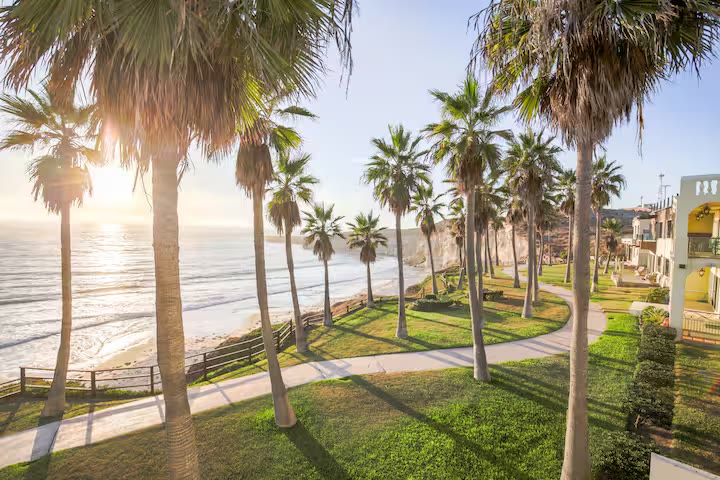 A palm-lined path winding along the coast toward the sea
