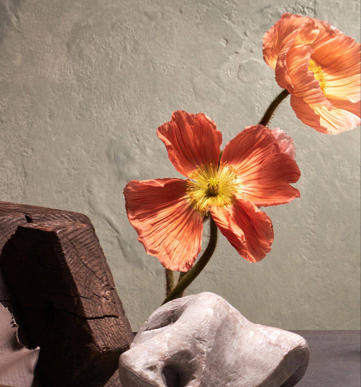 Poppies against a textured wall