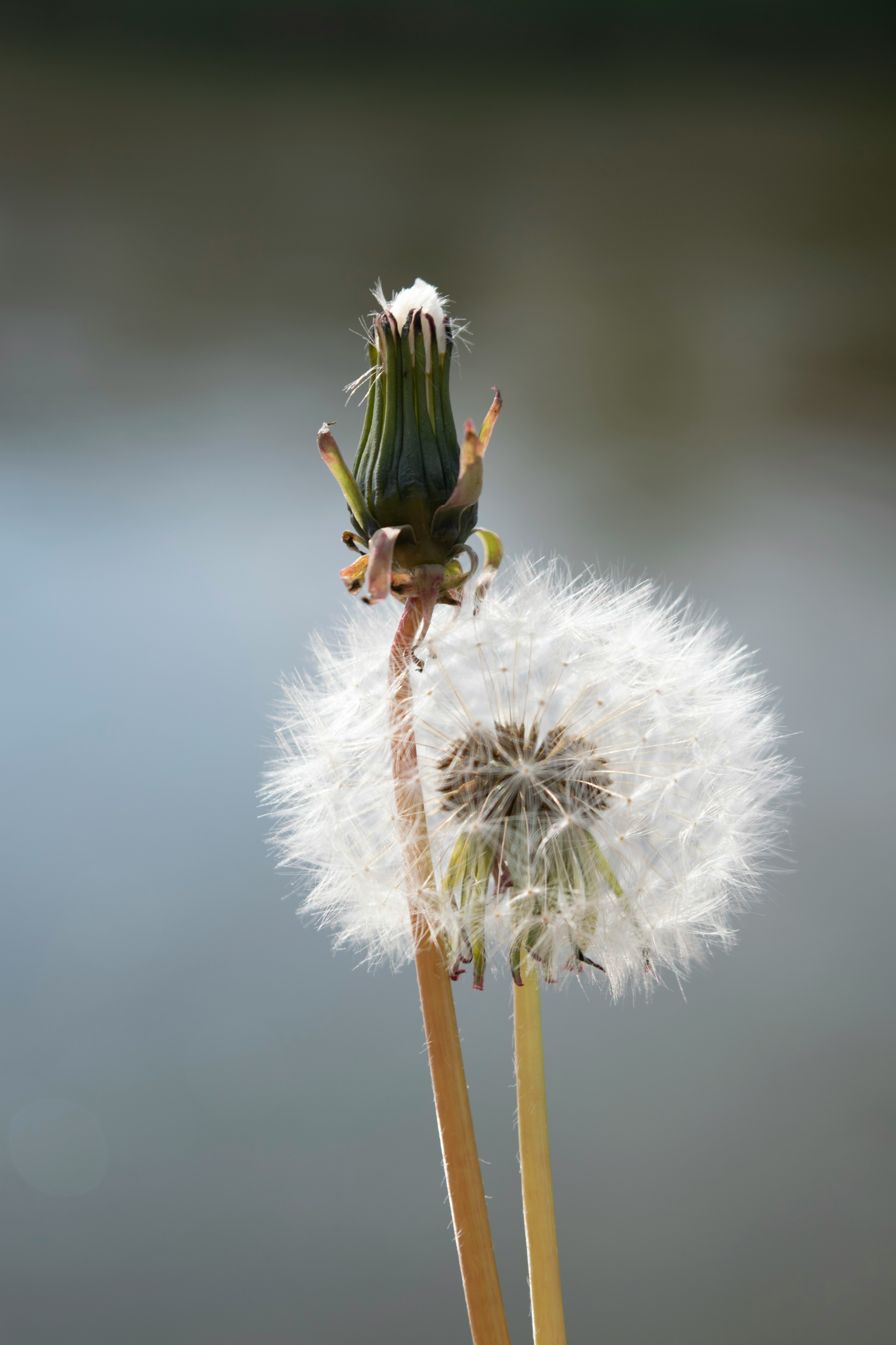 Dandelion bud closed next to a seedhead fully opened, Alina and David on Unsplash